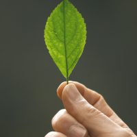 Grünes Blatt zwischen Fingern gehalten